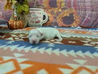 Briar, a male Bichon Frise for sale in Falcon, MO – 3 of 3