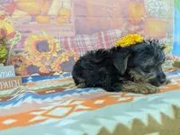 Dennis , a male Yorkshire Terrier for sale in Falcon, MO – 4 of 6