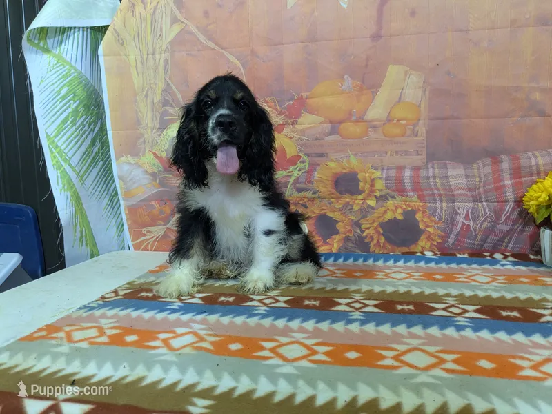 Brandon – Cocker Spaniel puppy for sale in Falcon, MO