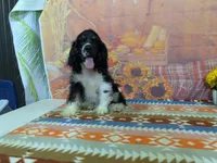 Brandon, a male Cocker Spaniel for sale in Falcon, MO – 1 of 3