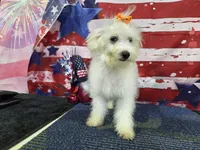 Vivian, a female Maltese for sale in Falcon, MO – 5 of 6
