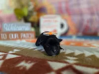 willow, a female Yorkipoo for sale in Falcon, MO – 3 of 3
