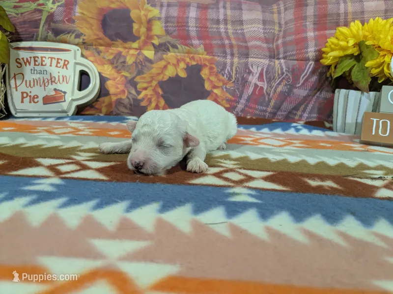 Nathan – Bichon Frise puppy for sale in Falcon, MO