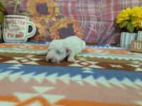 Nathan, a male Bichon Frise for sale in Falcon, MO – 1 of 3
