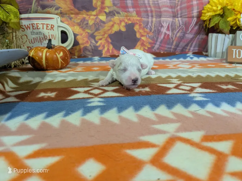 Emma – Bichon Frise puppy for sale in Falcon, MO