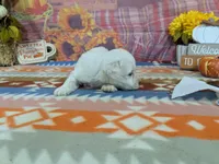 Nathan, a male Bichon Frise for sale in Falcon, MO – 6 of 10