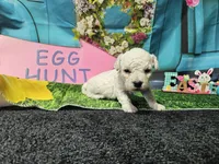 Kevin, a male Bichon Frise for sale in Falcon, MO – Photo 3 of 3