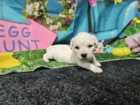 Kevin, a male Bichon Frise for sale in Falcon, MO – Photo 1 of 3