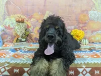 Logan, a male Cocker Spaniel for sale in Falcon, MO – 4 of 7