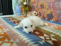 Nathan, a male Bichon Frise for sale in Falcon, MO – 7 of 10