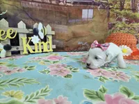 Lillian, a female Bichon Frise for sale in Falcon, MO – Photo 3 of 3