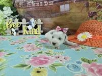 Lillian, a female Bichon Frise for sale in Falcon, MO – Photo 1 of 3