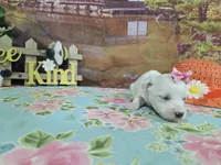 Lillian, a female Bichon Frise for sale in Falcon, MO – Photo 2 of 3