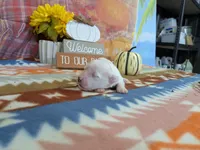 Boone, a male Bichon Frise for sale in Falcon, MO – 2 of 3