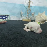 Jenny, a female Bichon Frise for sale in Falcon, MO – Photo 5 of 5