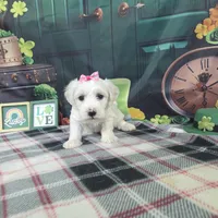 Jenny, a female Bichon Frise for sale in Falcon, MO – Photo 1 of 5