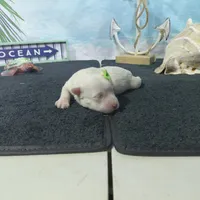 Jenny, a female Bichon Frise for sale in Falcon, MO – Photo 3 of 5