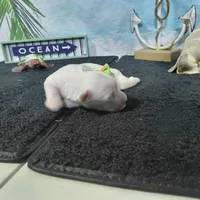 Jenny, a female Bichon Frise for sale in Falcon, MO – Photo 4 of 5