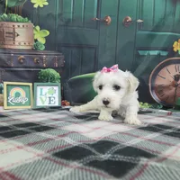 Jenny, a female Bichon Frise for sale in Falcon, MO – Photo 2 of 5