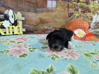 Dominic, a male Cocker Spaniel for sale in Falcon, MO – Photo 3 of 3