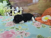 Dominic, a male Cocker Spaniel for sale in Falcon, MO – Photo 1 of 3