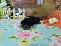 Dominic, a male Cocker Spaniel for sale in Falcon, MO – Photo 2 of 3