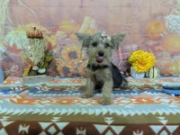 Hazel, a female Yorkshire Terrier for sale in Falcon, MO – 6 of 6