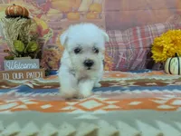 Alistair, a male Bichon Frise for sale in Falcon, MO – 8 of 9
