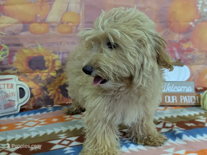 Castiel – Maltipoo puppy for sale in Falcon, MO
