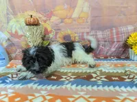 Andrew, a female Havanese for sale in Falcon, MO – 6 of 6