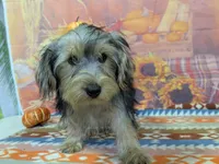 Caleb, a male Yorkshire Terrier for sale in Falcon, MO – 3 of 3
