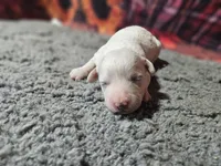 Kasey, a male Bichon Frise and Bichpoo for sale in Falcon, MO – Photo 6 of 10