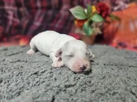Kasey, a male Bichon Frise and Bichpoo for sale in Falcon, MO – Photo 4 of 10