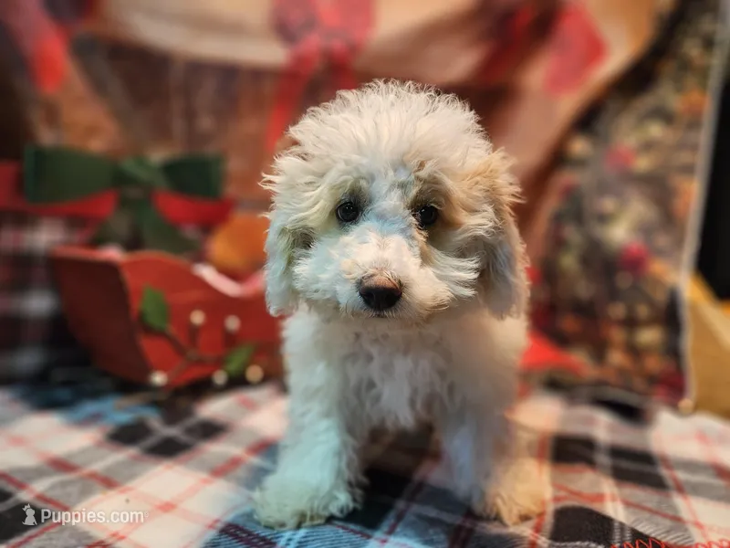Kasey, a male Bichon Frise and Bichpoo for sale in Falcon, MO – Photo 1 of 10