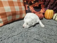 Kasey, a male Bichon Frise and Bichpoo for sale in Falcon, MO – Photo 7 of 10