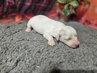 Kasey, a male Bichon Frise and Bichpoo for sale in Falcon, MO – Photo 5 of 10