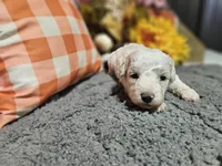 Kasey, a male Bichon Frise and Bichpoo for sale in Falcon, MO – Photo 10 of 10