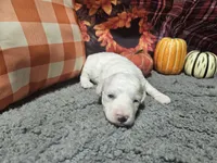 Kasey, a male Bichon Frise and Bichpoo for sale in Falcon, MO – Photo 9 of 10