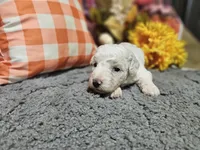 Kasey, a male Bichon Frise and Bichpoo for sale in Falcon, MO – Photo 3 of 10