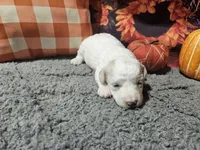 Kasey, a male Bichon Frise and Bichpoo for sale in Falcon, MO – Photo 8 of 10