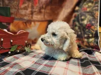 Kasey, a male Bichon Frise and Bichpoo for sale in Falcon, MO – Photo 2 of 10