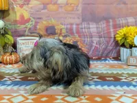 Celina, a male Yorkshire Terrier for sale in Falcon, MO – 3 of 6
