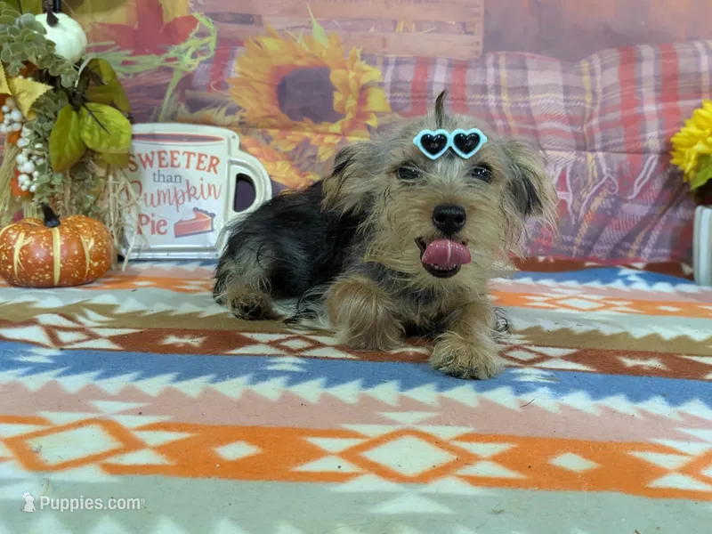 Hazel – Yorkshire Terrier puppy for sale in Falcon, MO