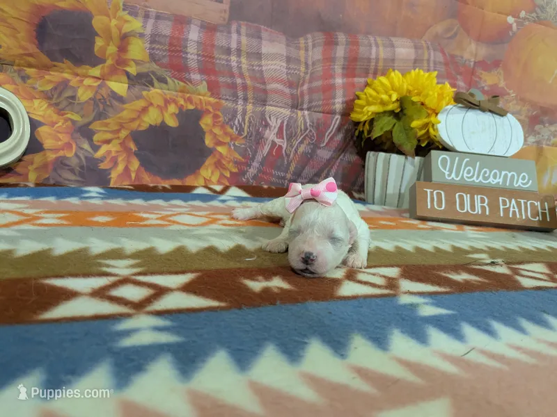 Sofia – Bichon Frise puppy for sale in Falcon, MO