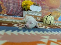 Boone, a male Bichon Frise for sale in Falcon, MO – 3 of 3