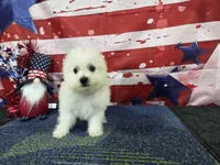 Thor , a male Bichon Frise for sale in Falcon, MO – 6 of 6