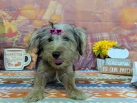 Celina, a male Yorkshire Terrier for sale in Falcon, MO – 2 of 6