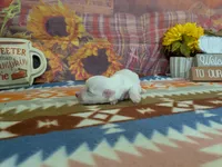 Scott, a male Bichon Frise for sale in Falcon, MO – 1 of 3
