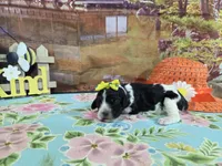 Kate, a female Cocker Spaniel for sale in Falcon, MO – Photo 2 of 3