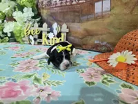 Kate, a female Cocker Spaniel for sale in Falcon, MO – Photo 1 of 3